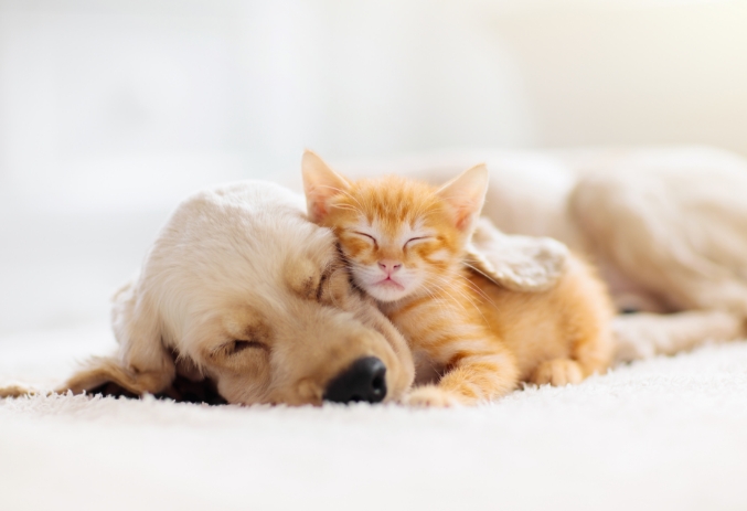 犬と猫の写真